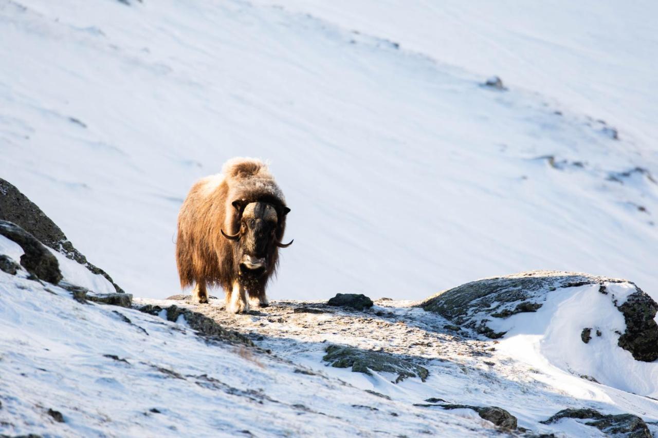 Rondane River Lodge - Rondane Gjestegard Enden Екстер'єр фото