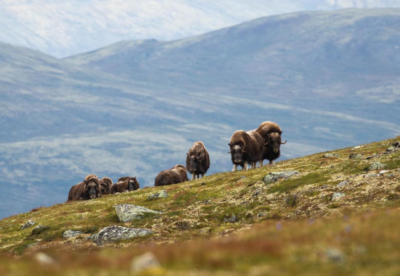 Rondane River Lodge - Rondane Gjestegard Enden Екстер'єр фото