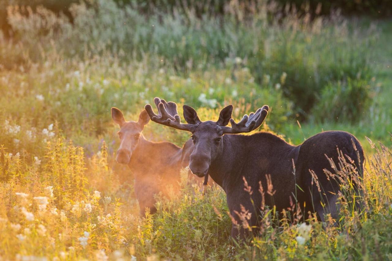 Rondane River Lodge - Rondane Gjestegard Enden Екстер'єр фото